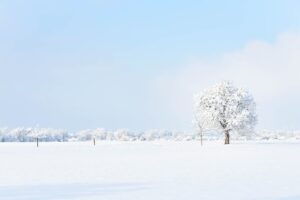 Can Mold Survive the Frost?